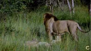 Lions of Tintswalo Matimba male Lion and Koppies female mating [upl. by Onitsirc]