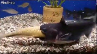 Catfish eats another fishes and doubles in size [upl. by Idnat77]