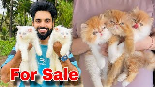 Persian Cats For Sale  Pure Breed Persian kittens  Persian Cat  Persian Cat price in india [upl. by Georgette760]