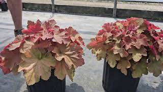 Plant Spotlight Heuchera [upl. by Eran]