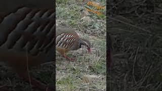 Redlegged partridge  Perdrix rouge wildlife spain partridge perdrix [upl. by Sawyere]