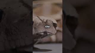 🐍Gaboon Viper Bitis gabonica🌿🌍 animalbehavior funfacts snake wildlife animals amazingfacts [upl. by Aciraa]