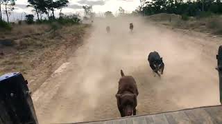 A pack of Australian Working Kelpies racing through the Australian Bush [upl. by Olathe]