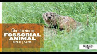 The Science of Fossorial Animals [upl. by Redle171]