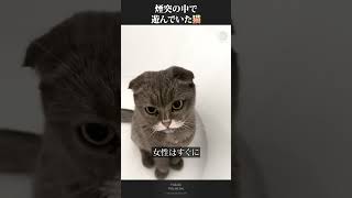 煙突の中で遊んでいた飼い猫 [upl. by Nettie]