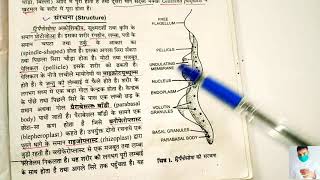 Body structure of trypanosoma in hindi  applied and economic Zoology BSc 3rd year [upl. by Dodi578]