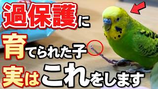 【保存版】育て方を間違えたセキセイインコが見せる９つの仕草 [upl. by Yzmar]