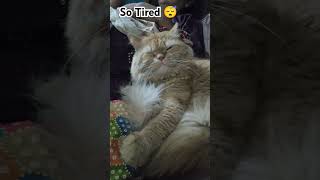 Tired song Meow Version cat funnycats cutecat trendingshorts viralvideo persionyoutubeshorts [upl. by Harrie]