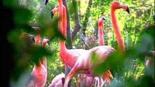 CONABIO Documentales  Reproducción de Aves en cautiverio  Si hay solución 37 [upl. by Navannod896]