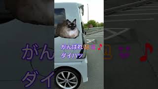 【新型タントカスタム】納車から１年たって、shorts ダイハツ タントカスタム [upl. by Romulus]