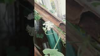 Flowering time 👌 growing nature trending youtubeshorts [upl. by Kcim823]