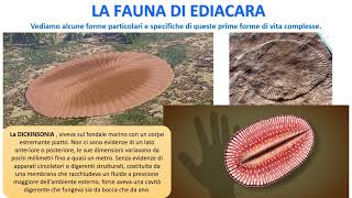 LA FAUNA DI EDIACARA [upl. by Lamag]