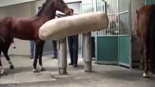 Mating Horses Breeding  HORSE MATING Donating Sperm MIX [upl. by Weiman]