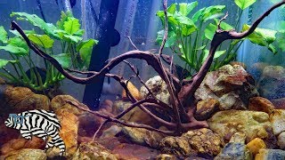 20 GALLON NANO FISH TANK [upl. by Aicargatla624]