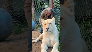 Be careful with Nala the white lioness  lion tiger whitelion normandie [upl. by Zsuedat360]