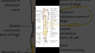 cutaneous innervation of lower limb [upl. by Lorena]