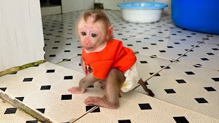 baby monkey Tina had to poop and ran quickly to find the toilet [upl. by Hilbert]