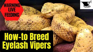 How To Breed Eyelash Pit Vipers A Complete Guide [upl. by Fidele917]