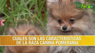 Cuales son las Caracteristicas de la Raza Canina Pomerania TvAgro por Juan Gonzalo Angel Restrepo [upl. by Anu]