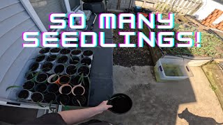 Potting Up Lilies and Seedling Update  Gardening with Caitlin [upl. by Bearnard412]