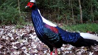 《藍腹鷴  Part 1 公鳥尖音》Swinhoes Pheasant Lophura swinhoii call sound endemic species of Taiwan [upl. by Matta]