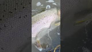 Beautiful Bow River Chrome Rainbow Trout [upl. by Valente]