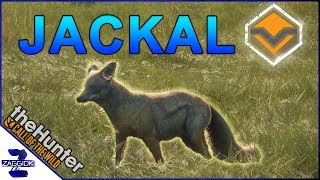 Diamond SideStriped Jackal Call of the Wild [upl. by Jenilee]