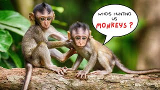 Whos Hunting Us Monkeys [upl. by Alit]