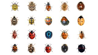 Life Cycle of a Ladybug [upl. by Rettig]