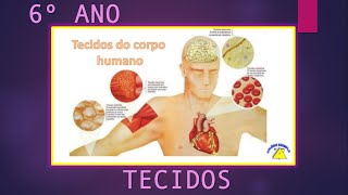 AULA DE CIÊNCIAS 6º ANO  TECIDOS DO CORPO HUMANO  PROF PATRÍCIA PEXOTO  DIA 100620 [upl. by Grayson233]