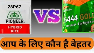 Bayer 6444 gold vs pioneer 28p67। कौन आप के लिए बेस्ट।pioneer paddybayer dhan [upl. by Attiuqihc]