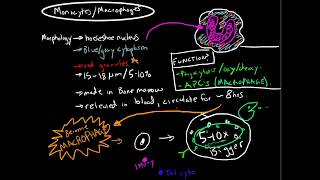 Immunology  Monocytes and Macrophages [upl. by Dorren874]