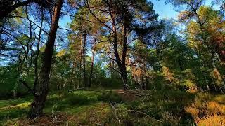 Forêt de Rambouillet France  24102024 [upl. by Eatnuahs]