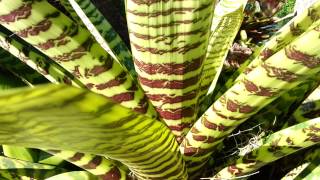 Bromeliad  Vriesea Hieroglyphica  Top 10 Bromeliads HD 06 [upl. by Elianore]