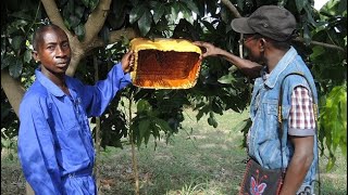 Tuer des mouches des fruits avec des appâts  résumé [upl. by Anertal]