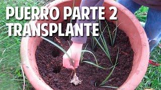 Cómo cultivar Puerros en maceta  Parte 2 Transplante Riego y cuidados cosasdeljardin [upl. by Draned]