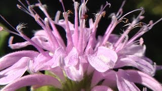 Bee Balm Monarda  Smells Like Oranges Tastes Like Oregano [upl. by Anot]