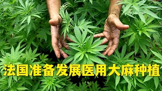 法国准备发展医用大麻种植；燃油价格上涨导致服装面临涨价  欧洲华人街 [upl. by Toll63]