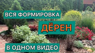 Формировка дёрена белого сорт Элегантиссима  Cornus alba Elegantissima дневниксадовода кустарник [upl. by Haiel]