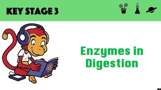 Enzymes in digestion [upl. by Noella859]