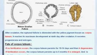 9 General Embryology Corpus Luteum and its Fate [upl. by Wattenberg]