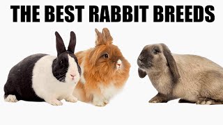 Top 10 Most Affectionate Rabbit Breeds [upl. by Bosson457]