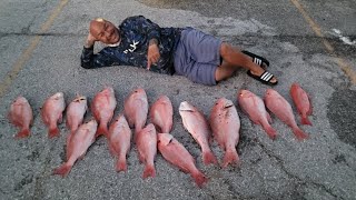 Fishing for ARS American Red Snapper  Tampa Bay offshore fishing [upl. by Margetts]