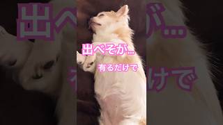 ［元繁殖犬］犬のいる暮らし いやしわんこ 繁殖犬 チワワ 悲しい差別 なぜ [upl. by Goebel30]