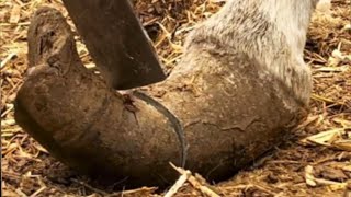 Wonderful Donkey Hoof Trimming Video shorts hoof [upl. by Ellirpa]