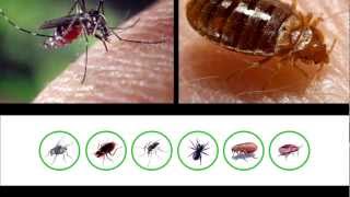 Kothrine WG250 insecticid gandaci muste tantari purici plosnite [upl. by Let]