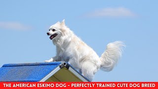 THE AMERICAN ESKIMO DOG  PERFECTLY TRAINED CUTE DOG BREED [upl. by Kristopher943]