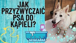 💧 JAK PRZYZWYCZAIĆ PSA DO KĄPIELI  Kąpanie psa 🛁 JAK WYKĄPAĆ PSA [upl. by Lepine430]