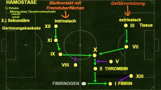 Physiologie ─ Physiologie des Gerinnungssystems Thrombo 1972 vs 1 FC Hämo [upl. by Inihor]