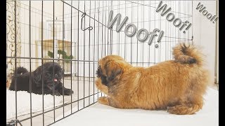 Shih Tzu Puppies 1st time Barking  Brother VS Brother  whos LOUDER [upl. by Fritz]